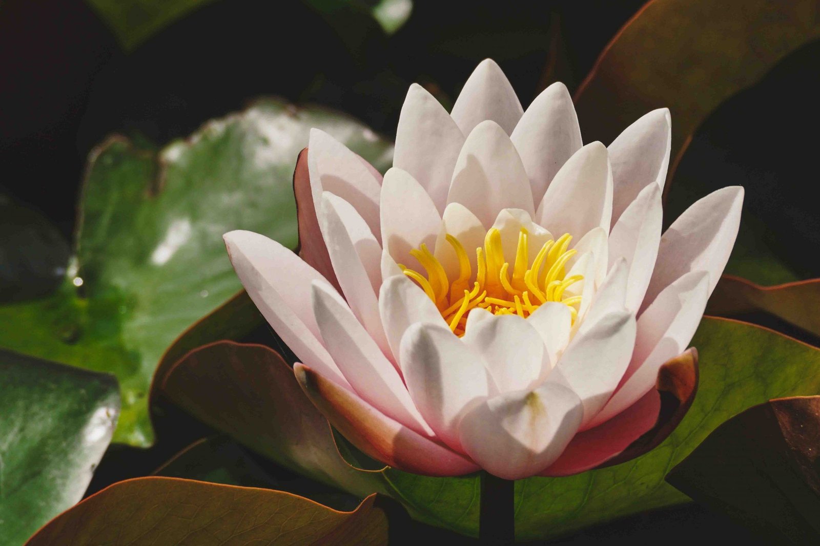 Lotus: Magnet attracts positive energy 4