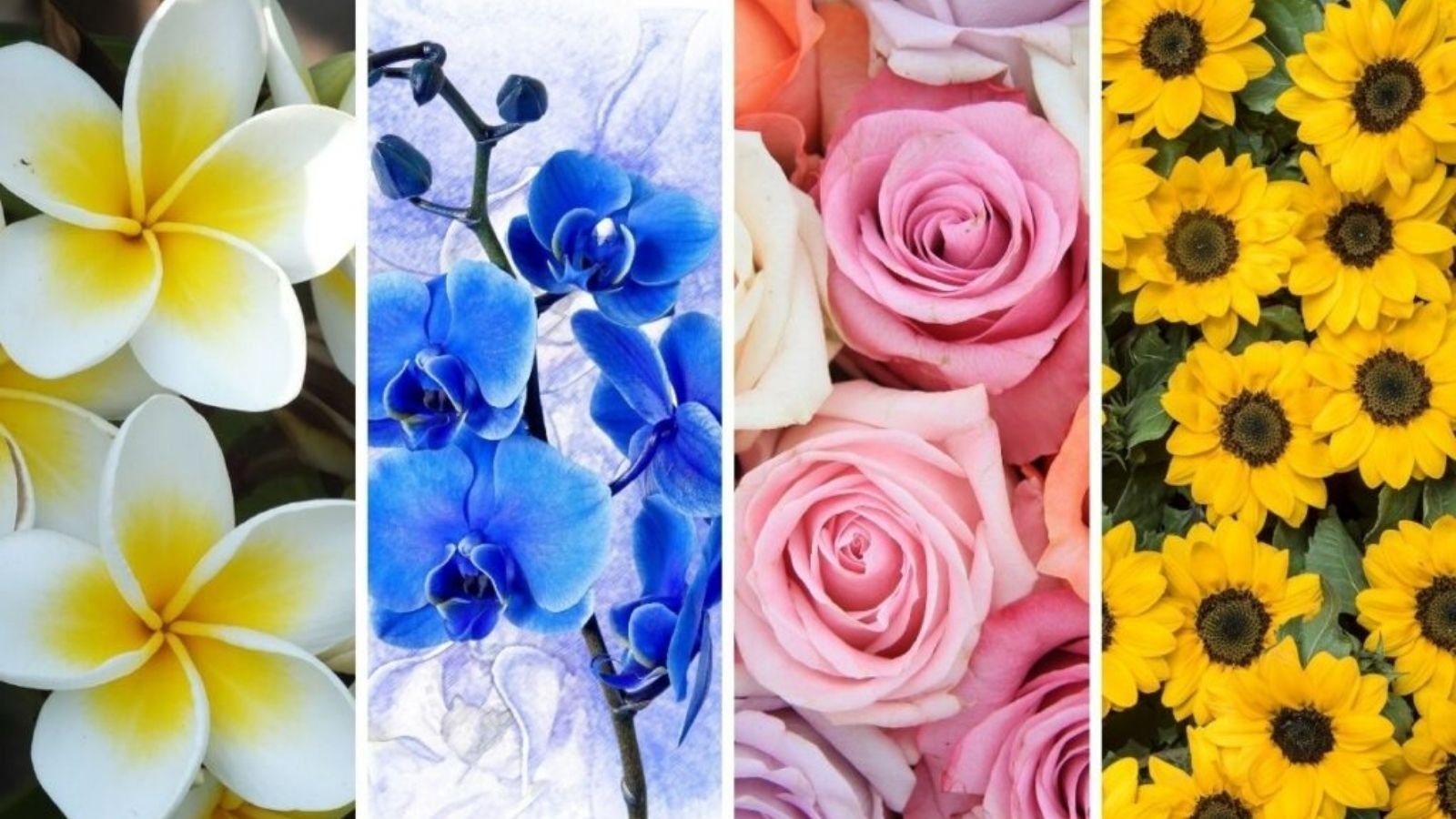 Quiz: The flower you choose will reveal the biggest challenge awaiting you 1